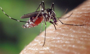 Какого растения боятся комары