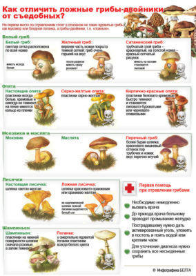 съедобные и несъедобные грибы