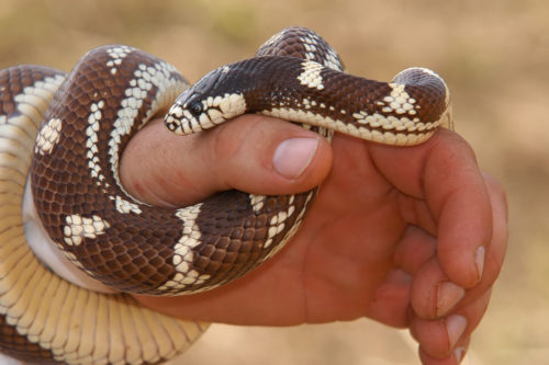 змея на руке