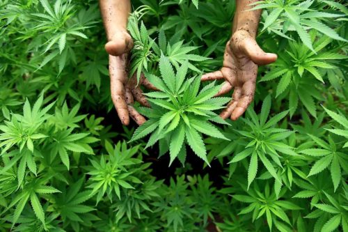 разновидность семян марихуаны